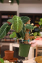 Philodendron Melanochrysum