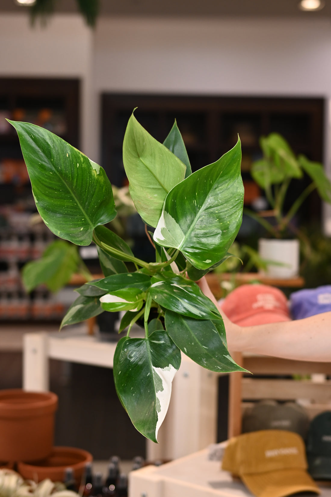 Philodendron White Wizard