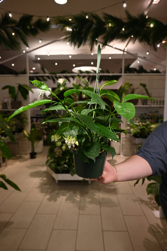 Hoya Multiflora