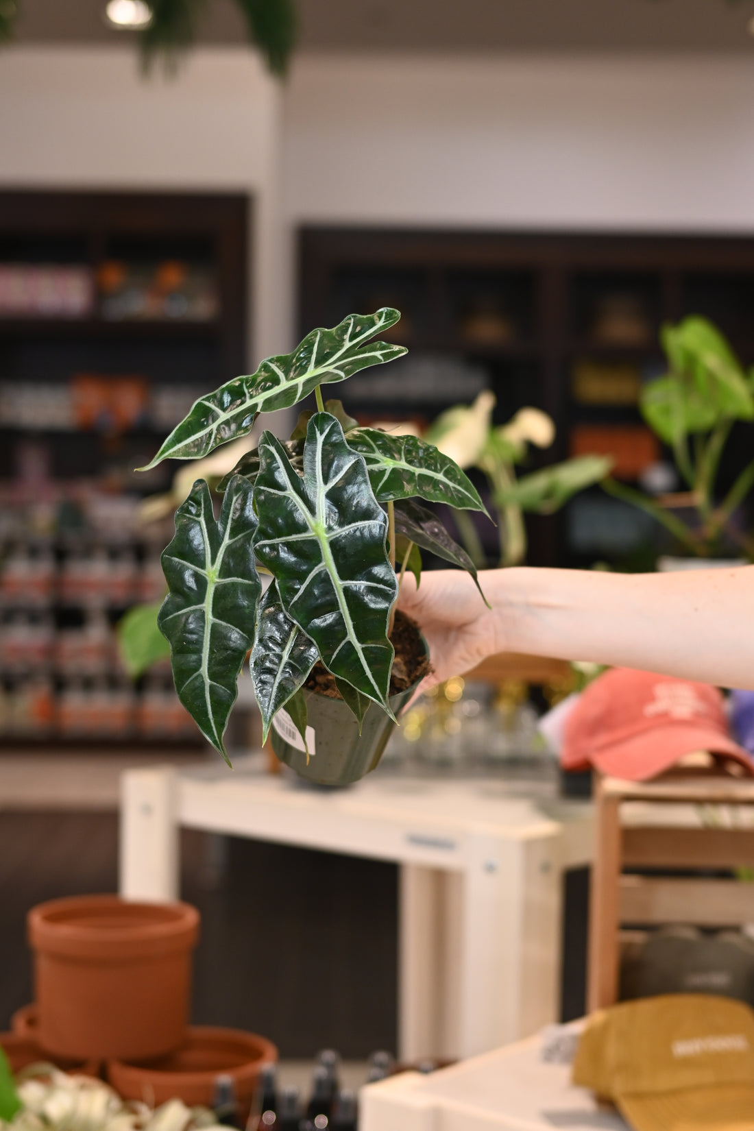 Alocasia Polly
