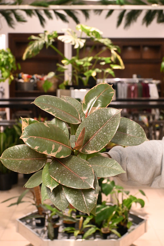 Ficus Ruby