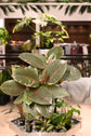 Ficus Ruby