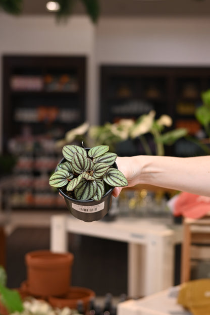 Peperomia Piccolo Banda