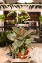 Ficus Ruby