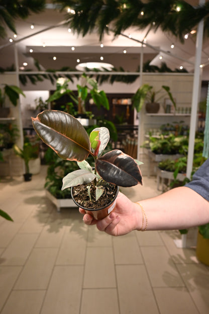 Ficus Ruby