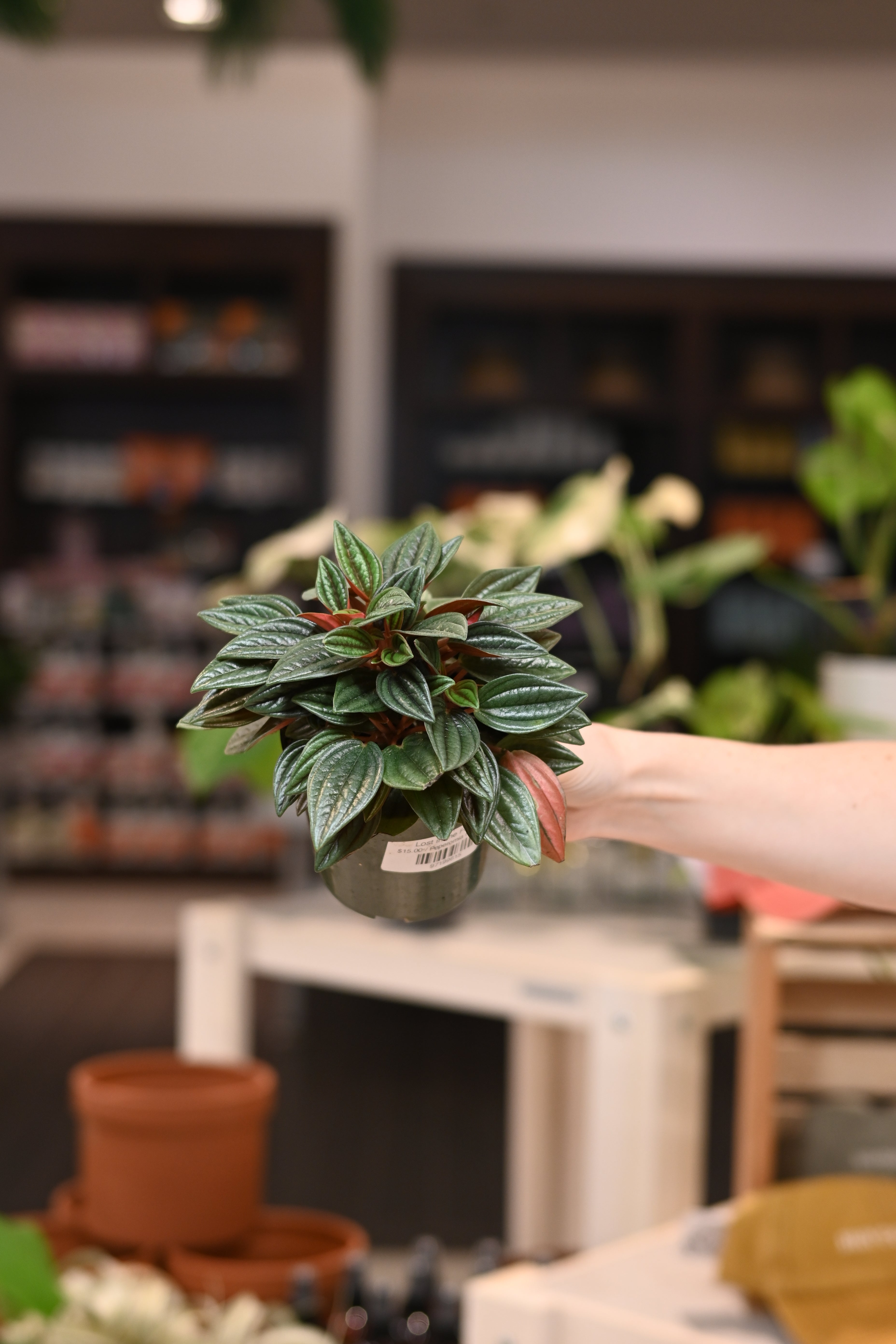 Peperomia Rosso