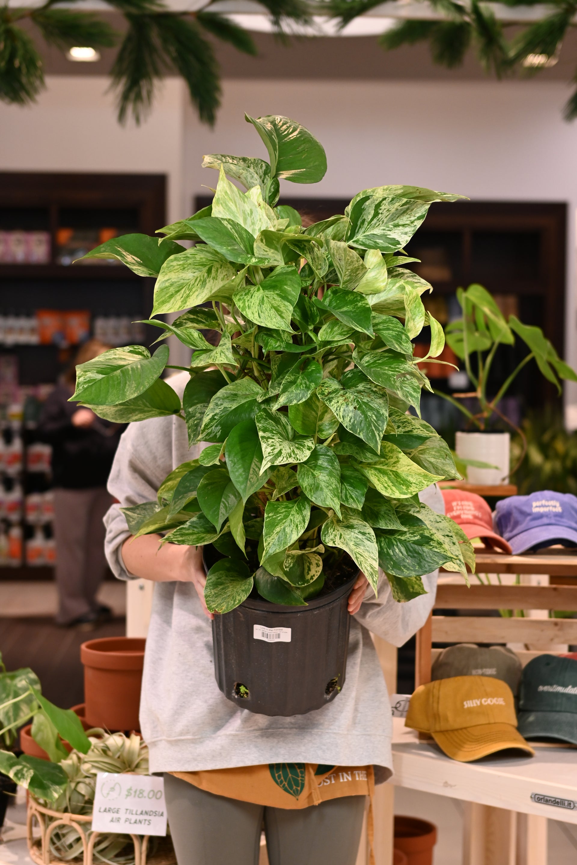 Marble Queen Pothos – Lost in the Forrest
