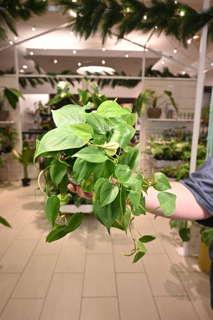 Philodendron Heartleaf