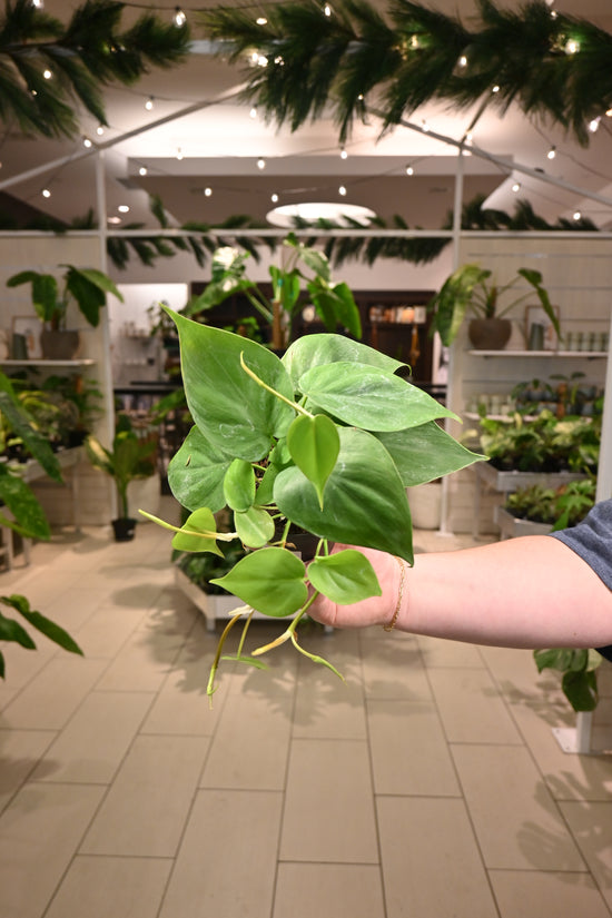 Philodendron Heartleaf