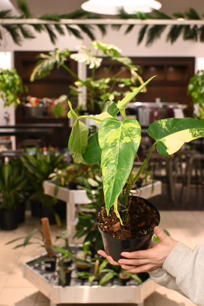 Philodendron Variegated Domesticum