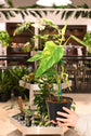 Philodendron Variegated Domesticum