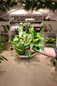 Philodendron Brazil