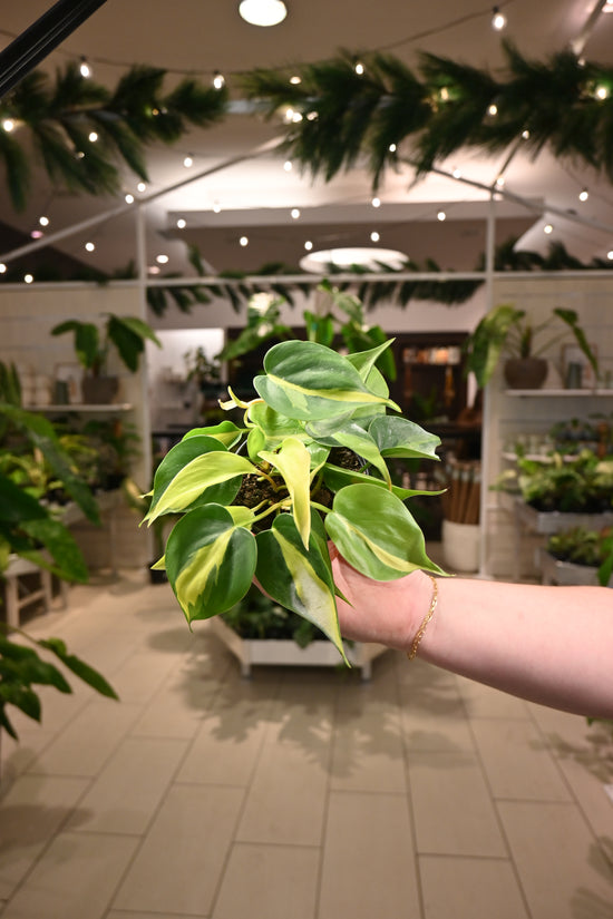 Philodendron Brazil