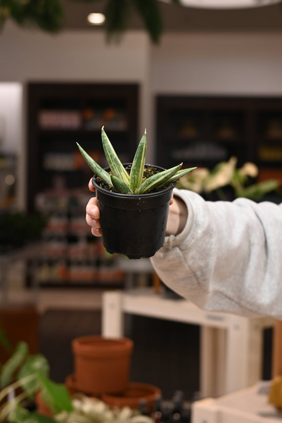 Sansevieria Boncel Variegated