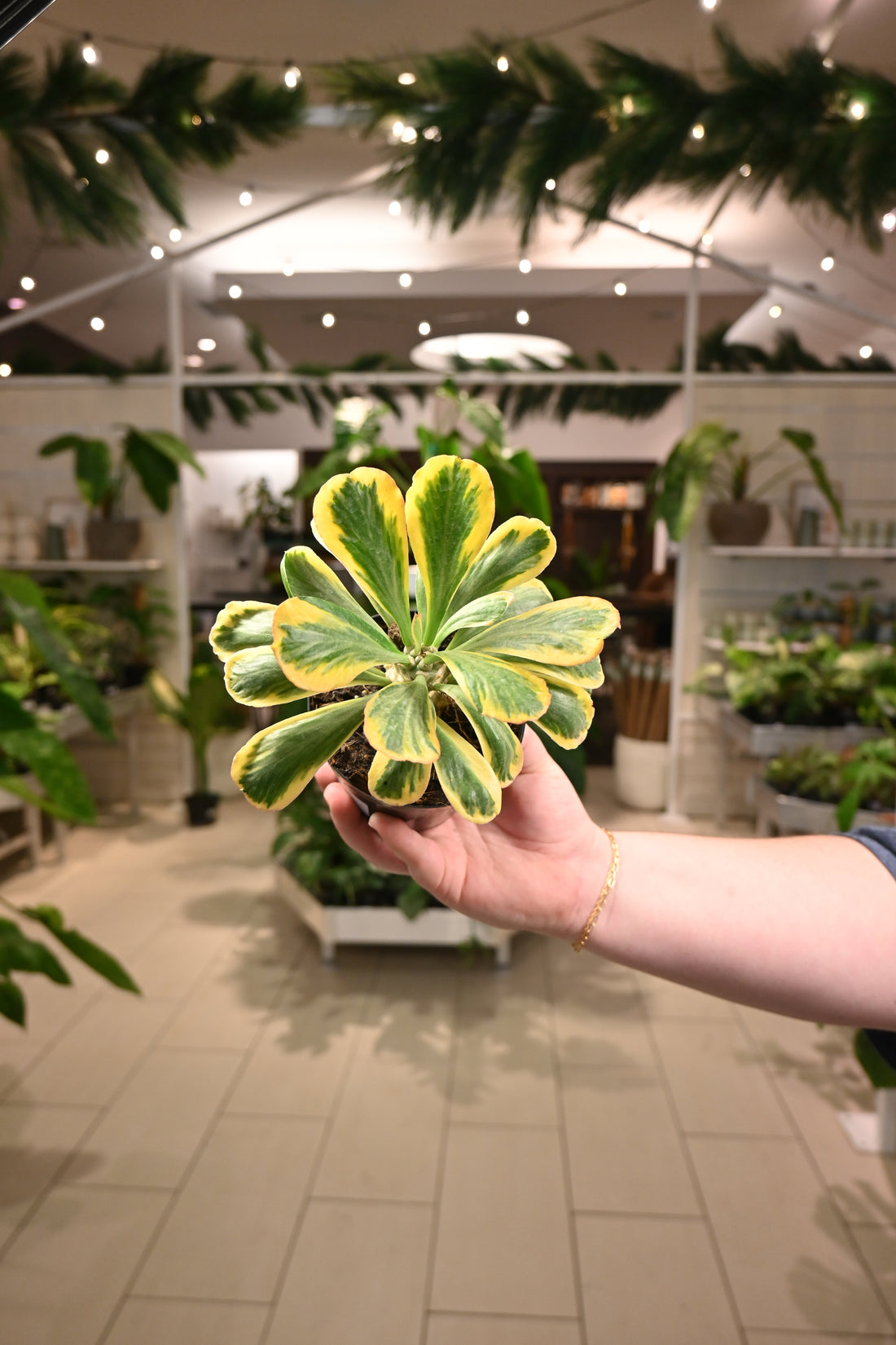 Euphorbia Poisonii