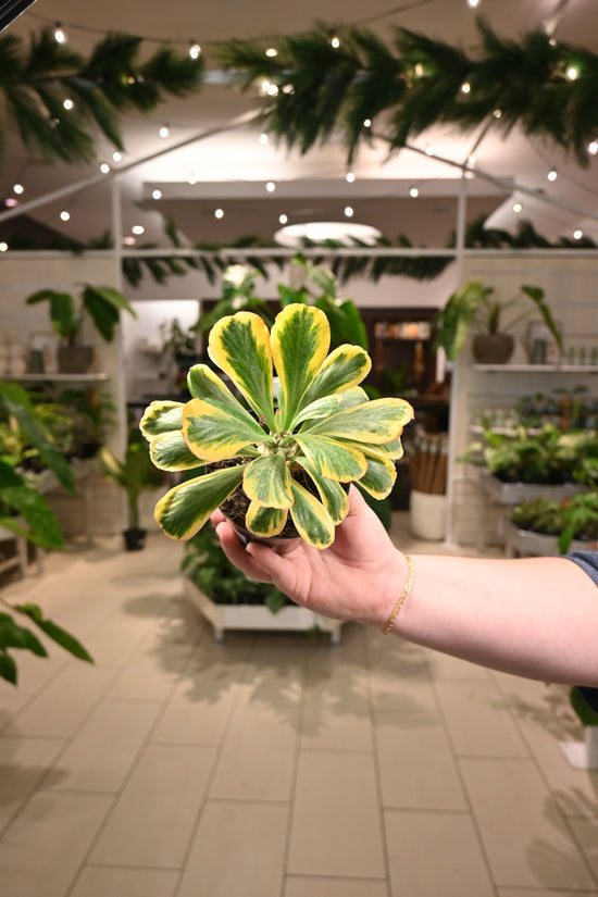 Euphorbia Poisonii
