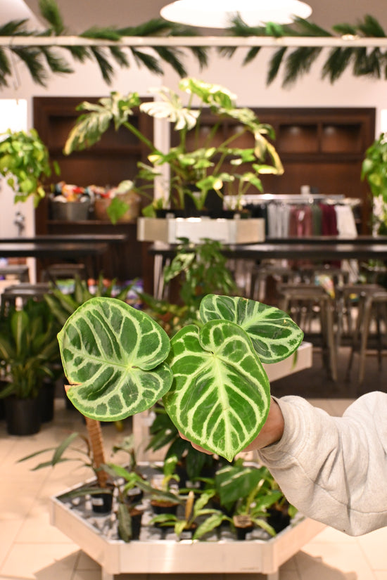 Anthurium Dorayaki Silver