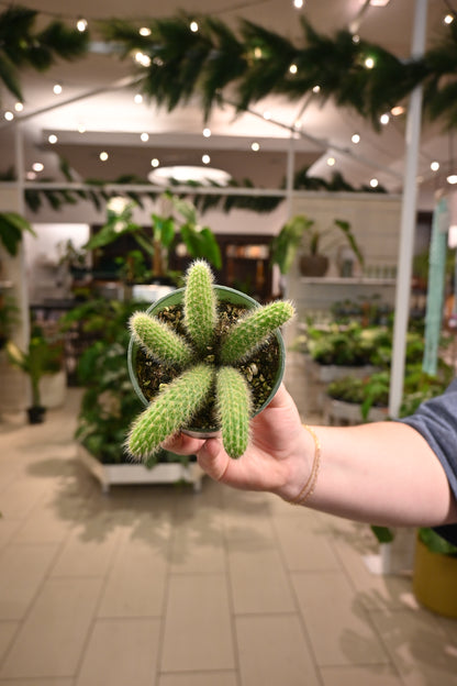 Monkey Tail Cactus