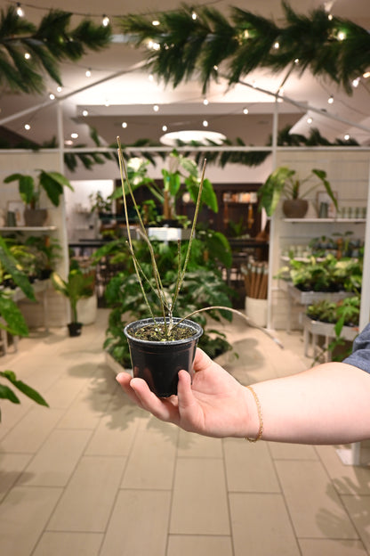 Hoya Spartioides