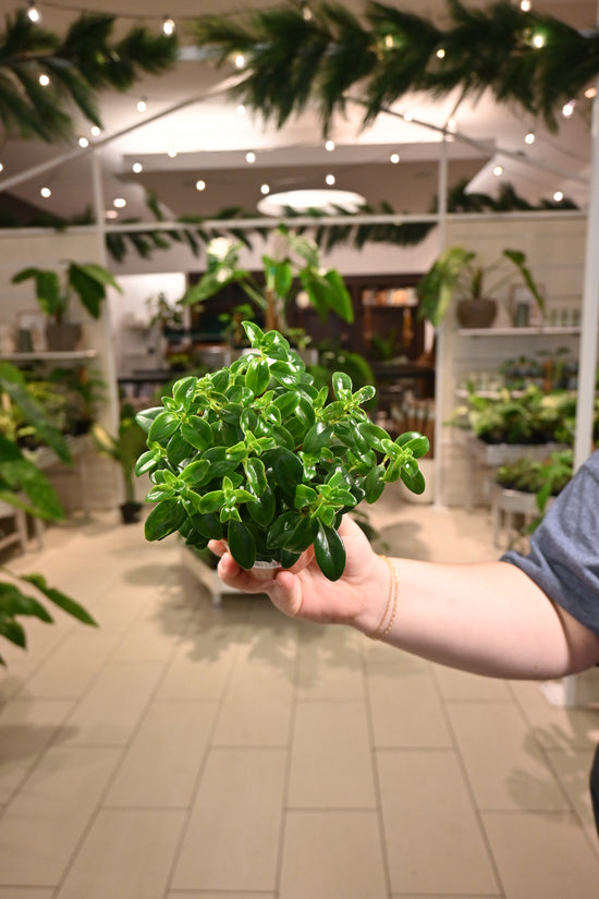 Nematanthus "Christmas Holly" Goldfish