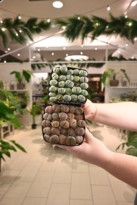 Lithop