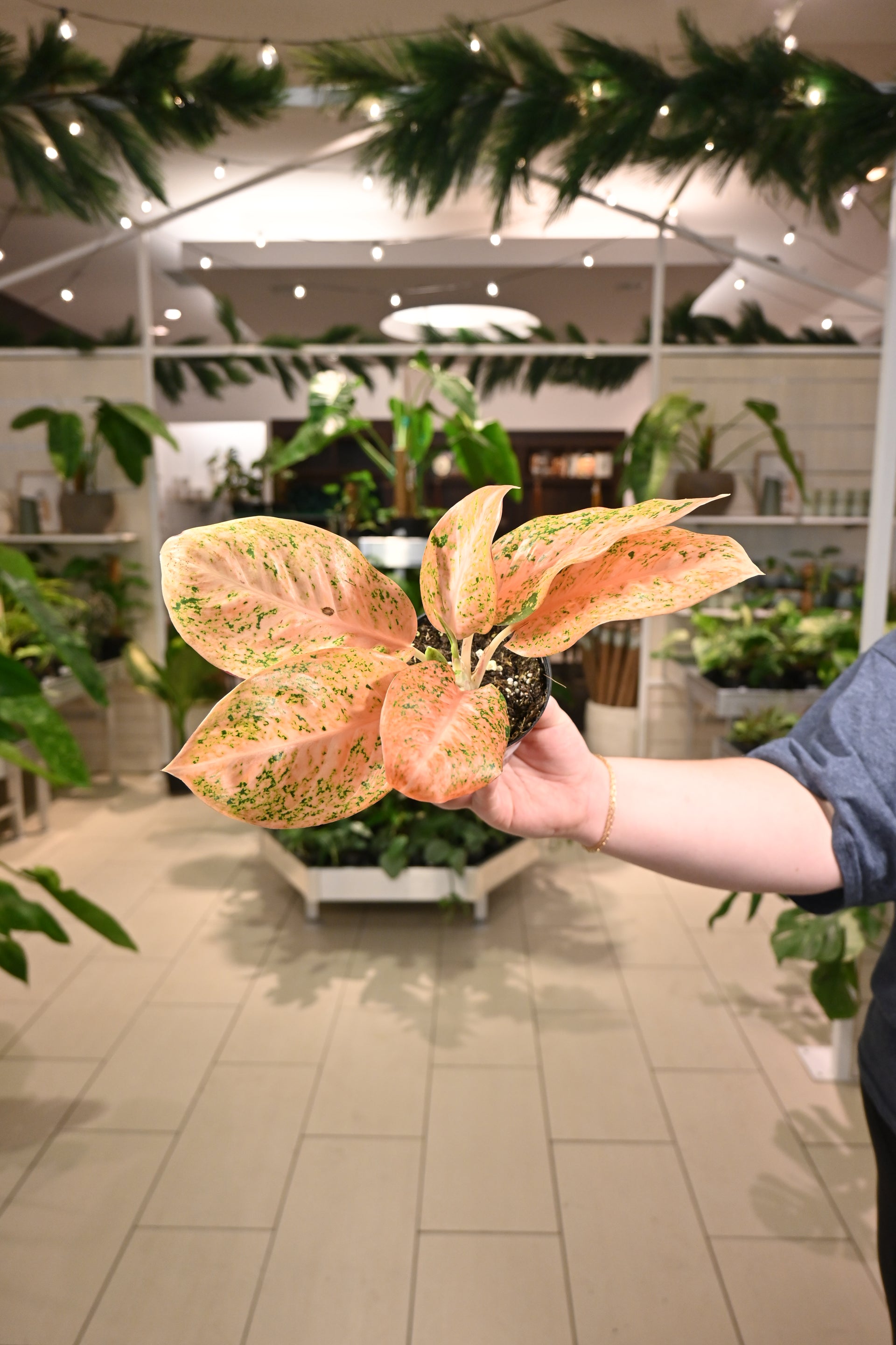 aglaonema stardust orange Aglaonema Orange Stardust