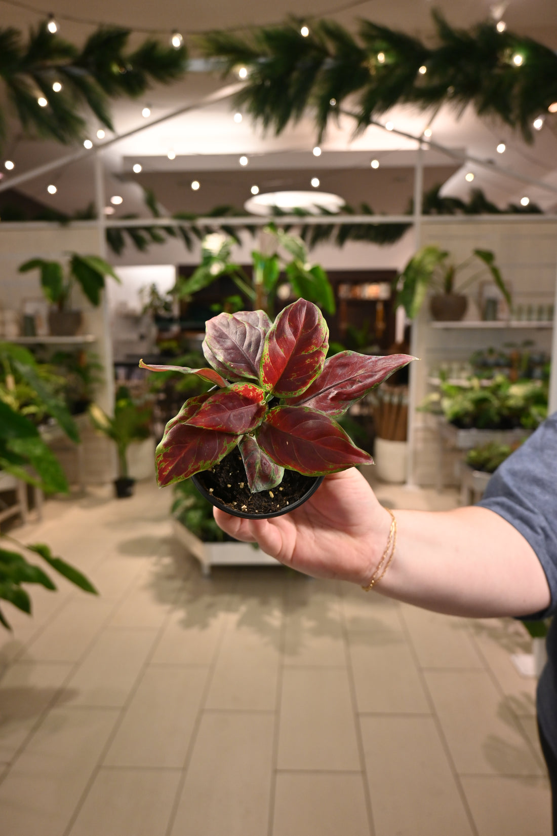 Aglaonema Black Maroon