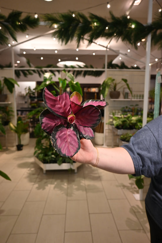Calathea Purple Rose