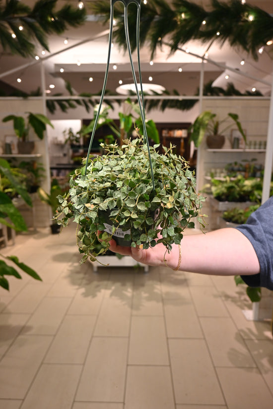 Hoya Curtisii