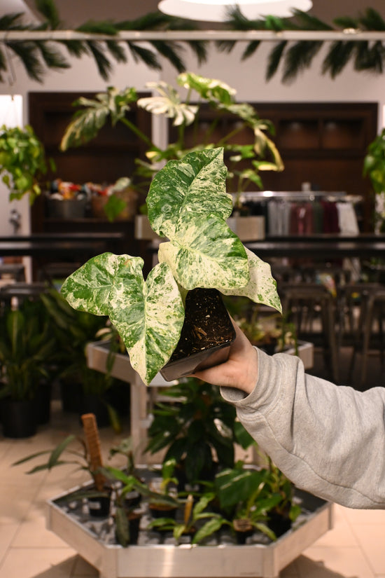Alocasia Odora &