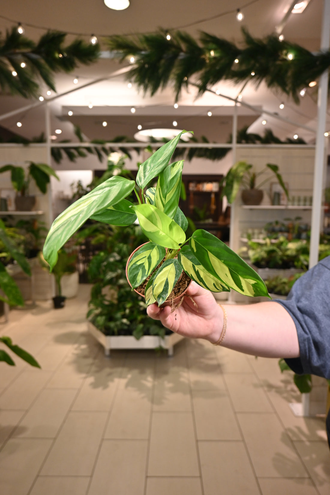 Calathea Pilosa