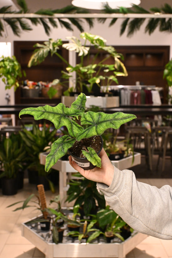 Alocasia Jacklyn