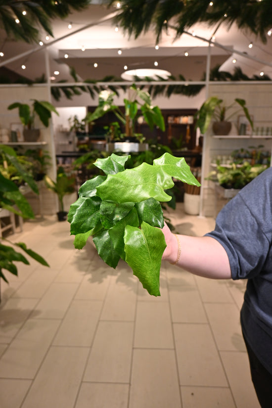 Calathea Musaica