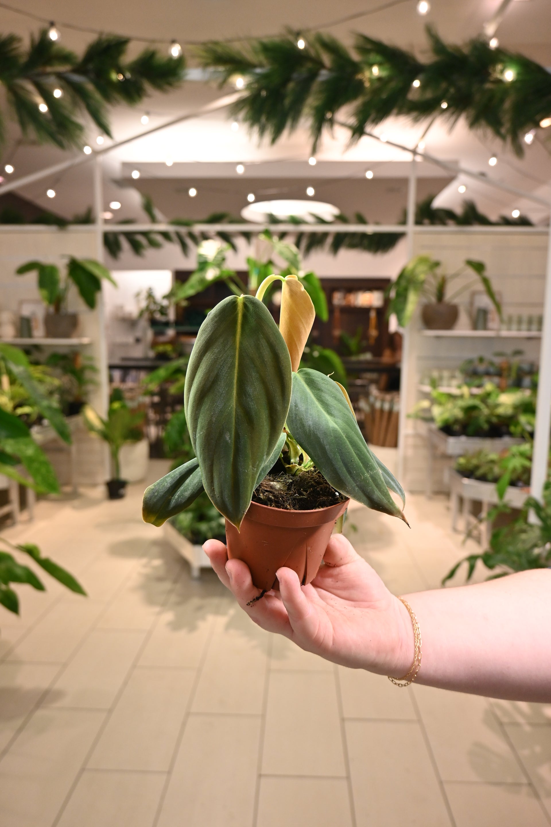 philodendron gigas plant Philodendron Gigas