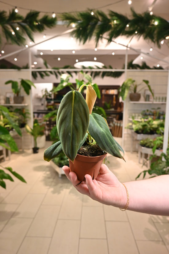 Philodendron Gigas