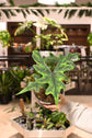 Alocasia Jacklyn