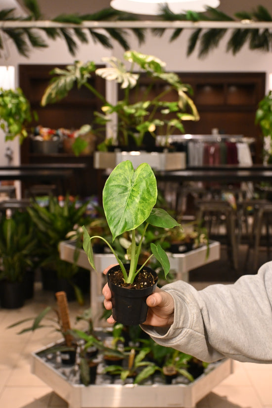 Alocasia Gageana Aurea