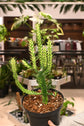 Euphorbia Trigona Variegated