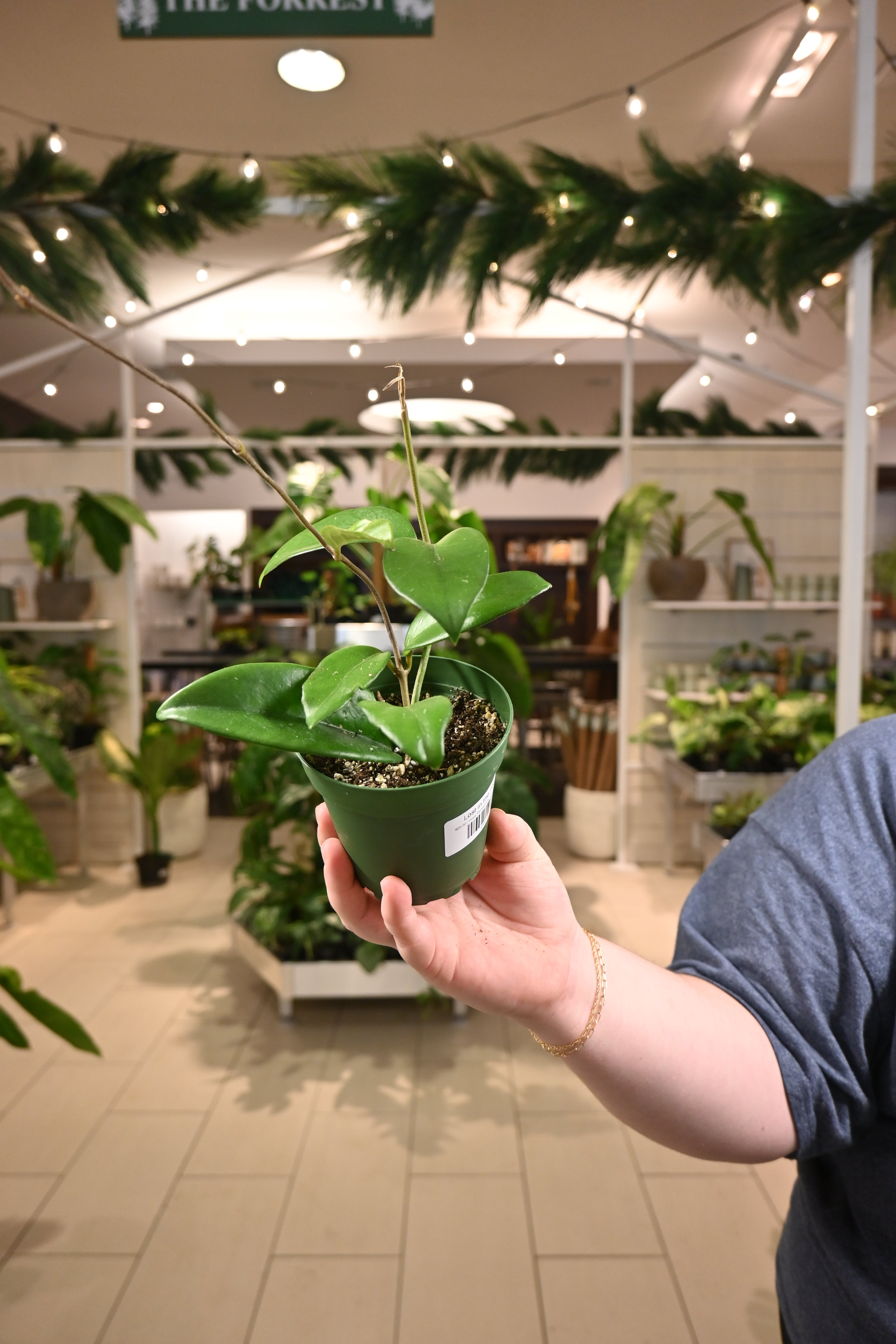 Hoya Skinneriana "Dee&