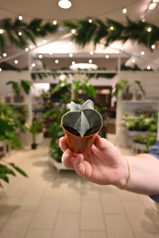 Astrophytum Myriostigma "Bishop&