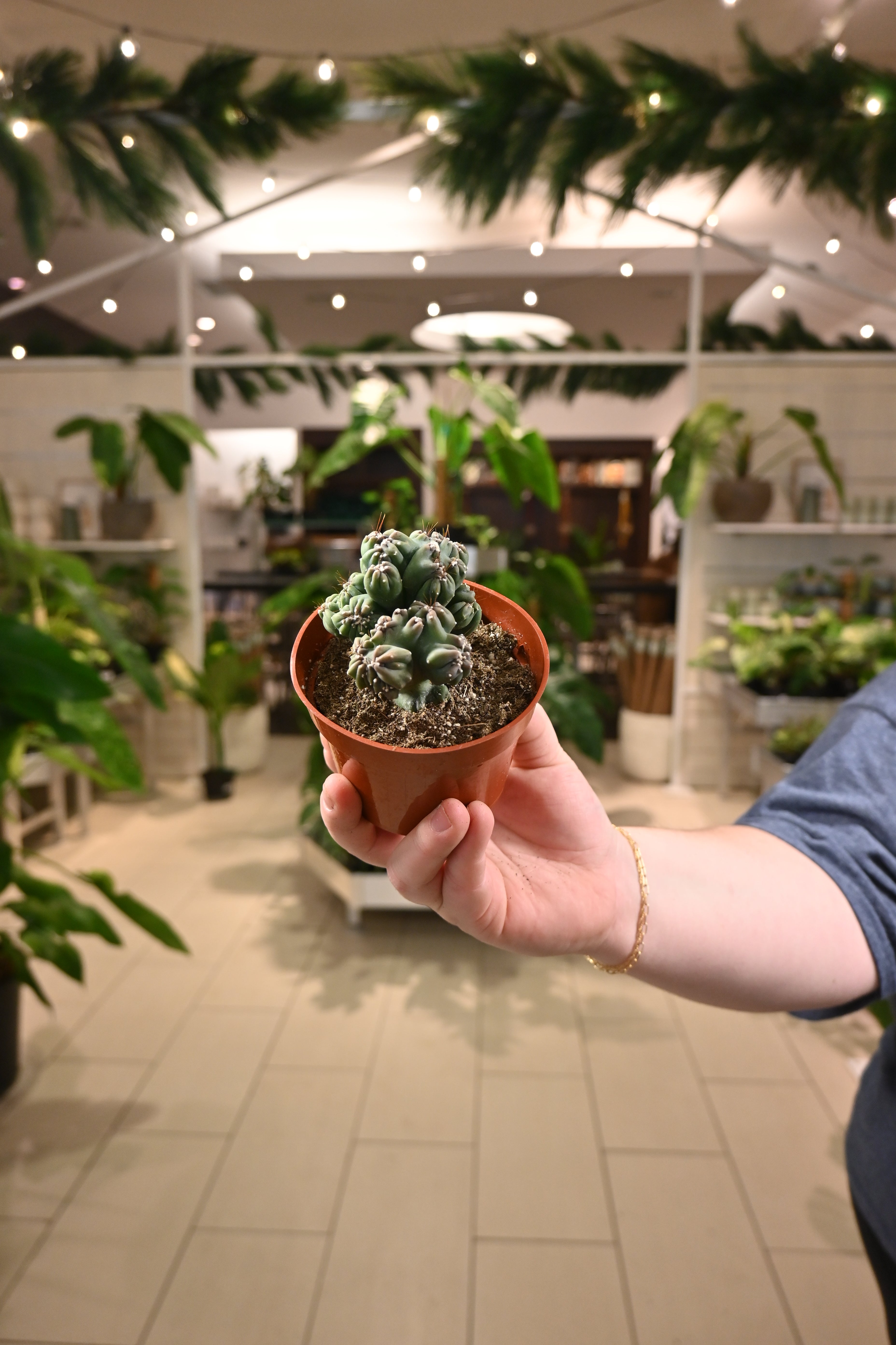 Mytillocactus Assorted