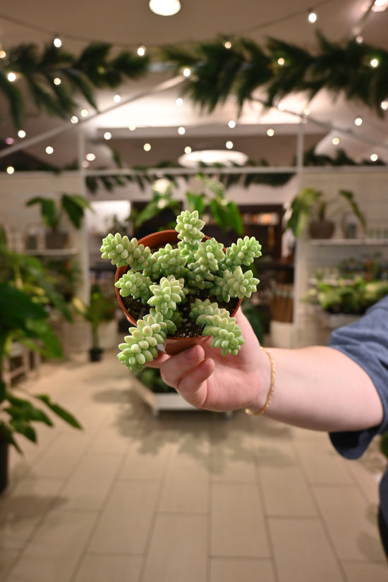 Donkey Tail