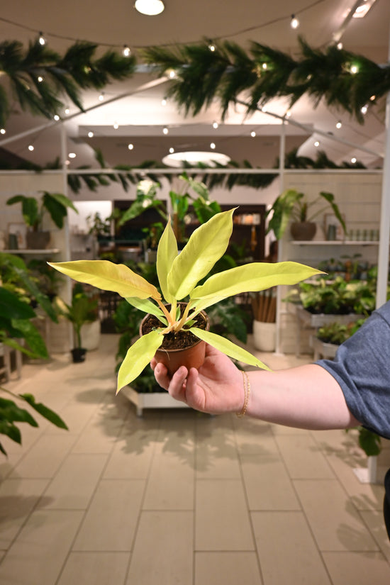 Philodendron Golden Crocodile