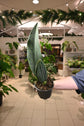 Sansevieria Whalefin