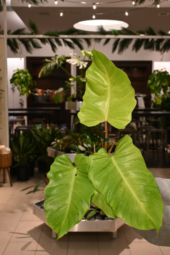 Philodendron Snowdrift