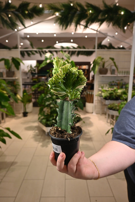 Euphorbia Grafted Mermaid