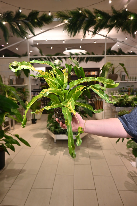 Croton Lemon Corkscrew