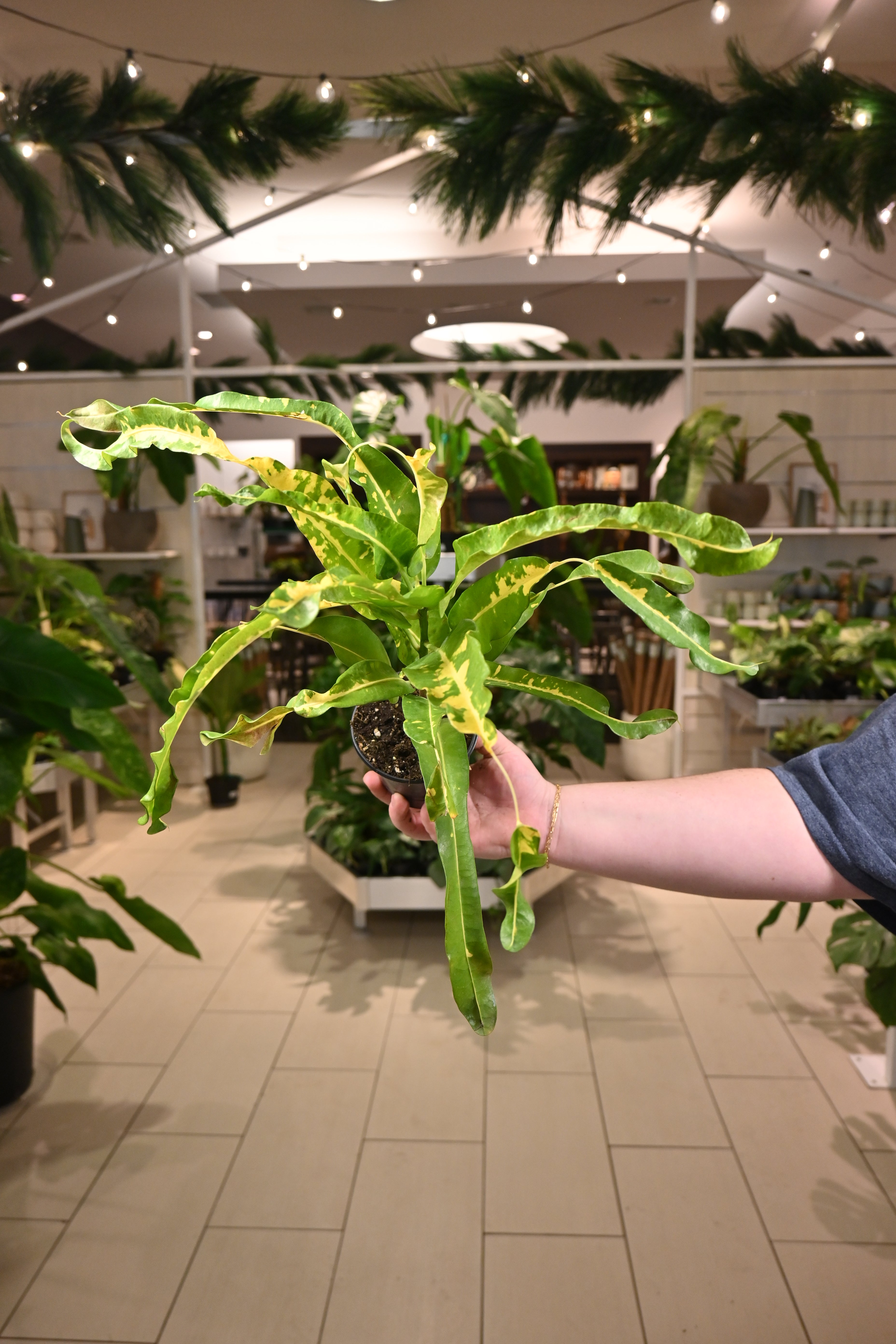 Croton Lemon Corkscrew