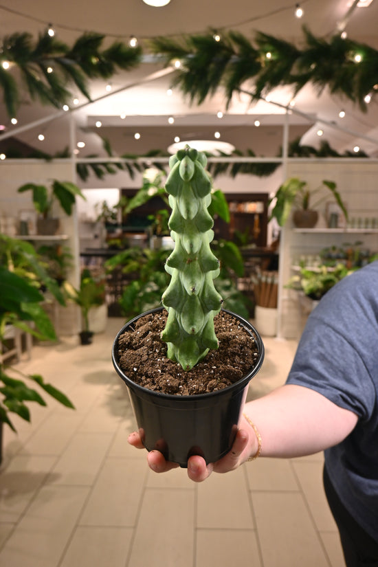 Myrtillocactus Geometrizans (Boobie Cactus)