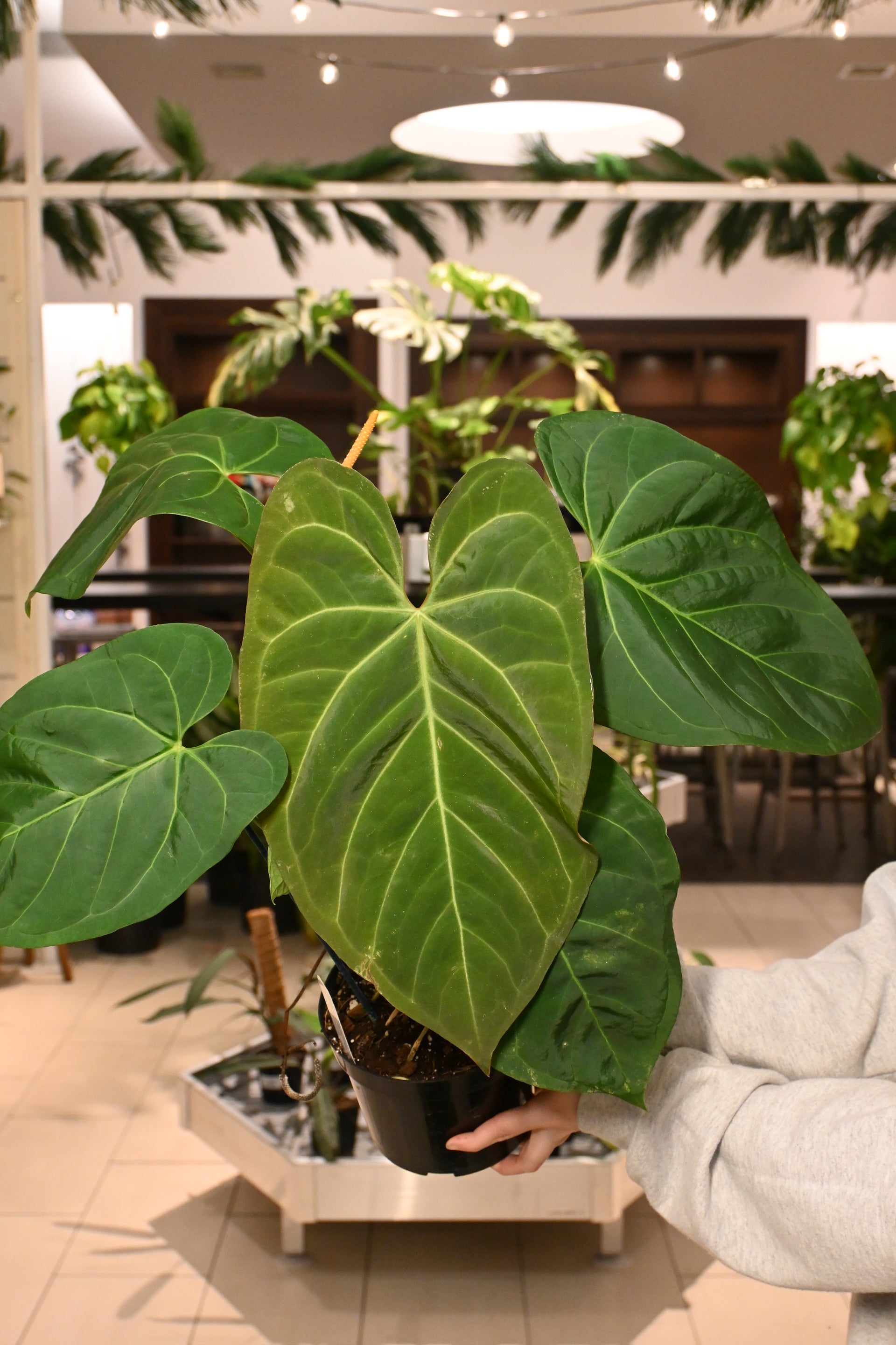 anthurium chamberlainii x Anthurium Chamberlainii x Anthurium Portillae